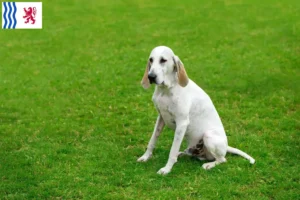 Lire la suite à propos de l’article Billy éleveurs et chiots en Nouvelle-Aquitaine