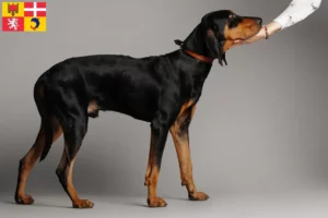 Lire la suite à propos de l’article Black and Tan Coonhound éleveurs et chiots en Auvergne-Rhône-Alpes