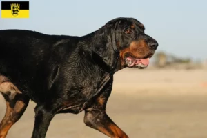 Lire la suite à propos de l’article Black and Tan Coonhound éleveurs et chiots en Baden-Württemberg