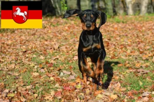 Lire la suite à propos de l’article Black and Tan Coonhound éleveurs et chiots en Basse-Saxe