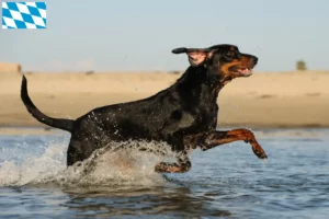 Lire la suite à propos de l’article Black and Tan Coonhound éleveurs et chiots en Bavière