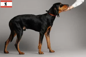 Lire la suite à propos de l’article Black and Tan Coonhound éleveurs et chiots à Berlin