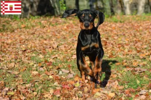 Lire la suite à propos de l’article Black and Tan Coonhound éleveurs et chiots à Bremen