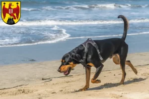 Lire la suite à propos de l’article Black and Tan Coonhound Éleveurs et chiots dans le Burgenland