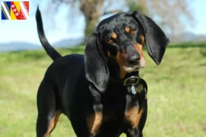 Lire la suite à propos de l’article Black and Tan Coonhound Éleveurs et chiots en Grand Est