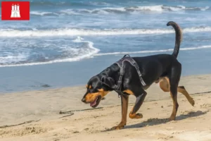 Lire la suite à propos de l’article Black and Tan Coonhound éleveurs et chiots à Hambourg