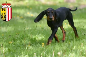 Lire la suite à propos de l’article Black and Tan Coonhound éleveurs et chiots en Haute-Autriche