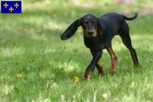 Lire la suite à propos de l’article Black and Tan Coonhound Éleveurs et chiots en Île-de-France