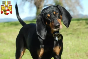 Lire la suite à propos de l’article Black and Tan Coonhound éleveurs et chiots en Carinthie