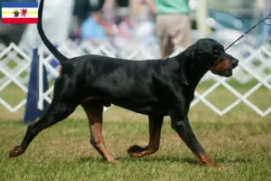 Lire la suite à propos de l’article Black and Tan Coonhound Éleveurs et chiots dans le Mecklembourg-Poméranie occidentale