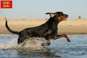 Lire la suite à propos de l’article Black and Tan Coonhound éleveurs et chiots en Normandie