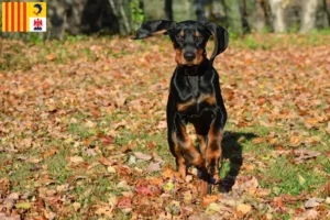 Lire la suite à propos de l’article Black and Tan Coonhound éleveurs et chiots en Provence-Alpes-Côte d’Azur