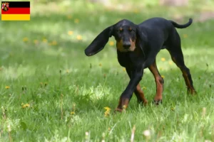 Lire la suite à propos de l’article Black and Tan Coonhound éleveurs et chiots en Rhénanie-Palatinat