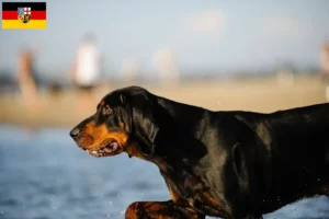 Lire la suite à propos de l’article Black and Tan Coonhound éleveurs et chiots en Sarre