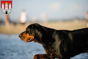 Lire la suite à propos de l’article Black and Tan Coonhound éleveurs et chiots à Salzburg