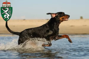 Lire la suite à propos de l’article Black and Tan Coonhound éleveurs et chiots en Styrie