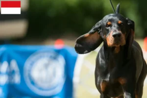 Lire la suite à propos de l’article Black and Tan Coonhound éleveurs et chiots à Vienne