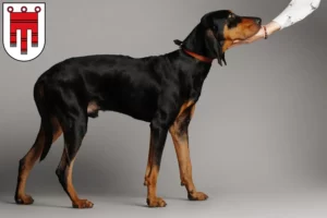 Lire la suite à propos de l’article Black and Tan Coonhound éleveurs et chiots dans le Vorarlberg