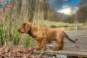 Lire la suite à propos de l’article Blaireau des Alpes éleveurs et chiots en Bourgogne-Franche-Comté