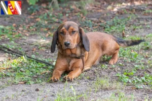 Lire la suite à propos de l’article Blaireau des Alpes éleveurs et chiots en Grand Est