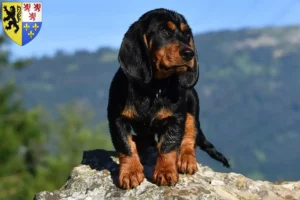 Lire la suite à propos de l’article Blaireau des Alpes éleveurs et chiots en Hauts-de-France