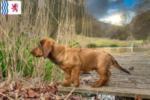 Lire la suite à propos de l’article Blaireau des Alpes éleveurs et chiots en Nouvelle-Aquitaine