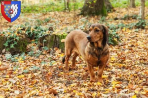 Lire la suite à propos de l’article Blaireau des Alpes éleveurs et chiots en Pays de la Loire