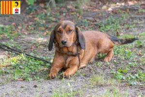 Lire la suite à propos de l’article Blaireau des Alpes éleveurs et chiots en Provence-Alpes-Côte d’Azur