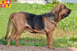 Lire la suite à propos de l’article Éleveurs de bloodhounds et chiots en Auvergne-Rhône-Alpes