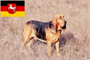 Lire la suite à propos de l’article Éleveurs de bloodhounds et chiots en Basse-Saxe