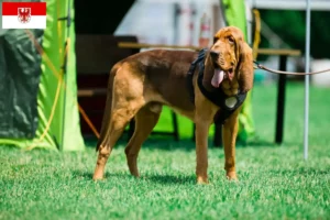 Lire la suite à propos de l’article Éleveurs de bloodhounds et chiots dans le Brandebourg