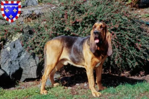 Lire la suite à propos de l’article Éleveurs de bloodhounds et chiots en Centre-Val de Loire