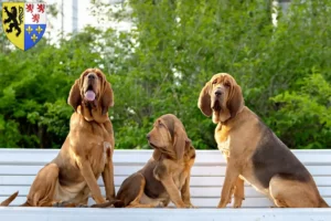 Lire la suite à propos de l’article Éleveurs de bloodhounds et chiots en Hauts-de-France