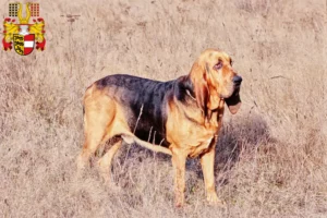 Lire la suite à propos de l’article Éleveurs de bloodhounds et chiots en Carinthie