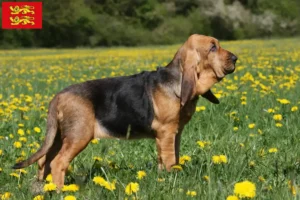 Lire la suite à propos de l’article Éleveurs de bloodhounds et chiots en Normandie