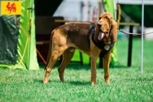 Lire la suite à propos de l’article Éleveurs de bloodhounds et chiots en Région wallonne