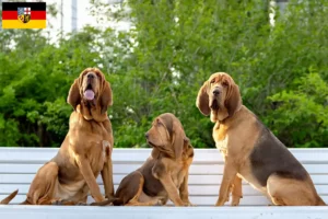 Lire la suite à propos de l’article Éleveurs de bloodhounds et chiots en Sarre