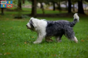 Lire la suite à propos de l’article Éleveurs de bobtails et chiots en Bourgogne-Franche-Comté