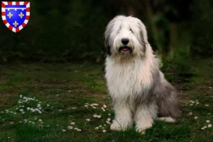 Lire la suite à propos de l’article Éleveurs de bobtails et chiots en Centre-Val de Loire