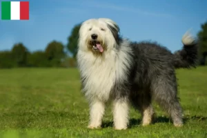 Lire la suite à propos de l’article Éleveurs de bobtails et chiots en Italie