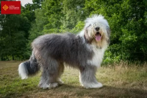 Lire la suite à propos de l’article Éleveurs de bobtails et chiots en Occitanie