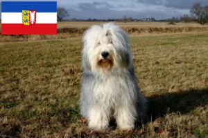 Lire la suite à propos de l’article Éleveurs de bobtails et chiots dans le Schleswig-Holstein