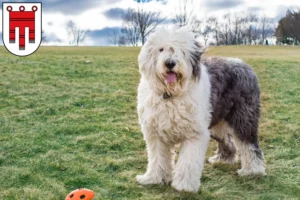 Lire la suite à propos de l’article Éleveurs de Bobtails et chiots dans le Vorarlberg