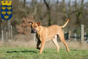 Lire la suite à propos de l’article Boerboel éleveurs et chiots en Basse-Autriche