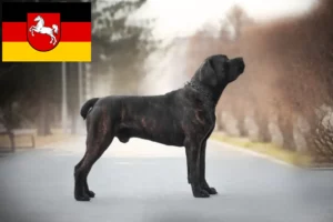 Lire la suite à propos de l’article Boerboel éleveurs et chiots en Basse-Saxe