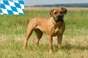 Lire la suite à propos de l’article Boerboel éleveurs et chiots en Bavière