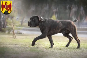 Lire la suite à propos de l’article Boerboel éleveurs et chiots dans le Burgenland