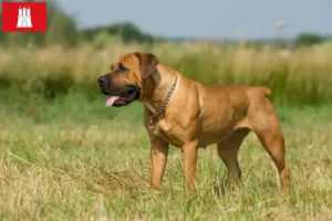 Lire la suite à propos de l’article Boerboel éleveurs et chiots à Hambourg