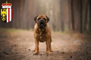 Lire la suite à propos de l’article Boerboel éleveurs et chiots en Haute-Autriche