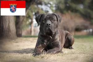 Lire la suite à propos de l’article Boerboel éleveurs et chiots en Hesse